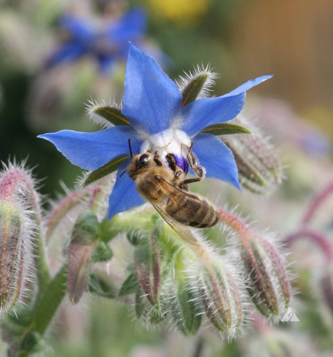 Blue Star Borage Flower/Herb Seeds. 100 Seeds. Free Shipping!