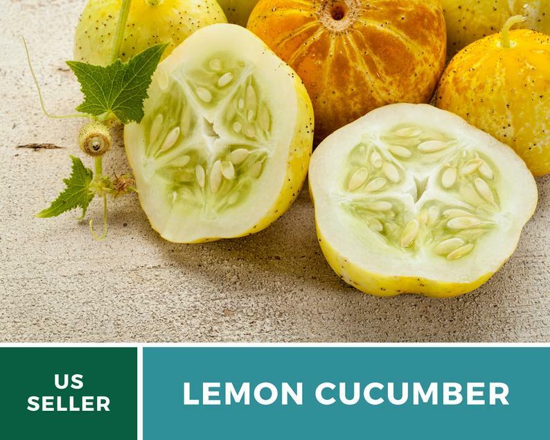 Cucumber, Lemon – 30 Seeds – Heirloom – GMO Free (Cucumis sativus)
