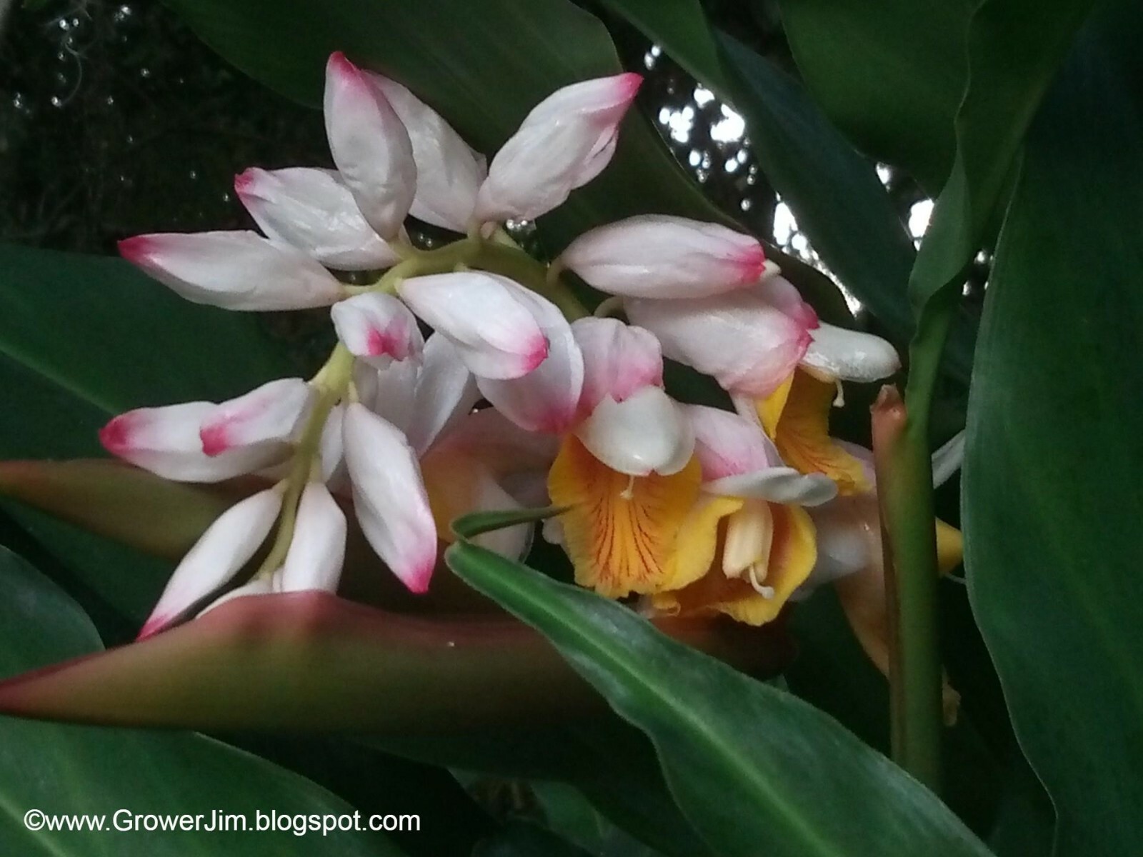 Alpinia hainanensis ginger rhizomes