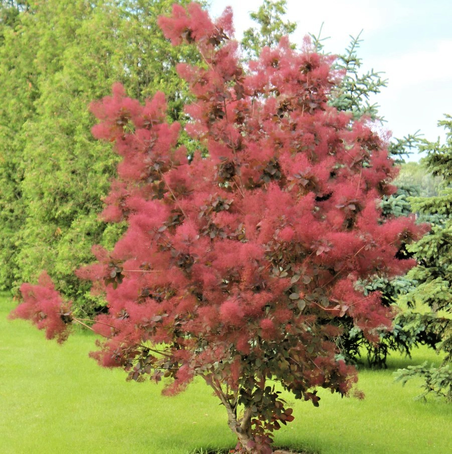 Eupatorium Purple Smoke Live Plant – 6-12″ – 4″ Pot – Zones 4-9 – Purple Plumes