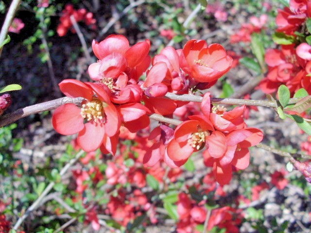 15 KNAP HILL SCARLET JAPANESE QUINCE SEEDS – Chaenomeles speciosa
