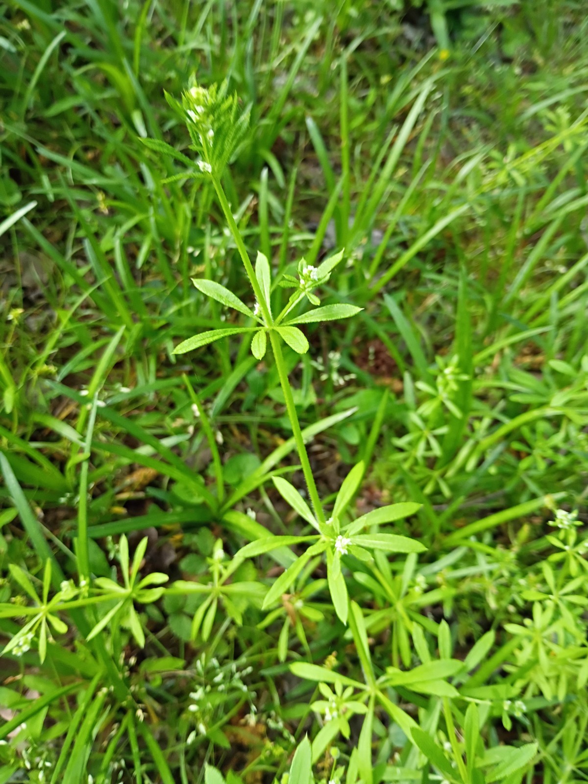 50 Organic Cleavers Seeds (Sticky willy/ Goosegrass)Seeds.US grown.