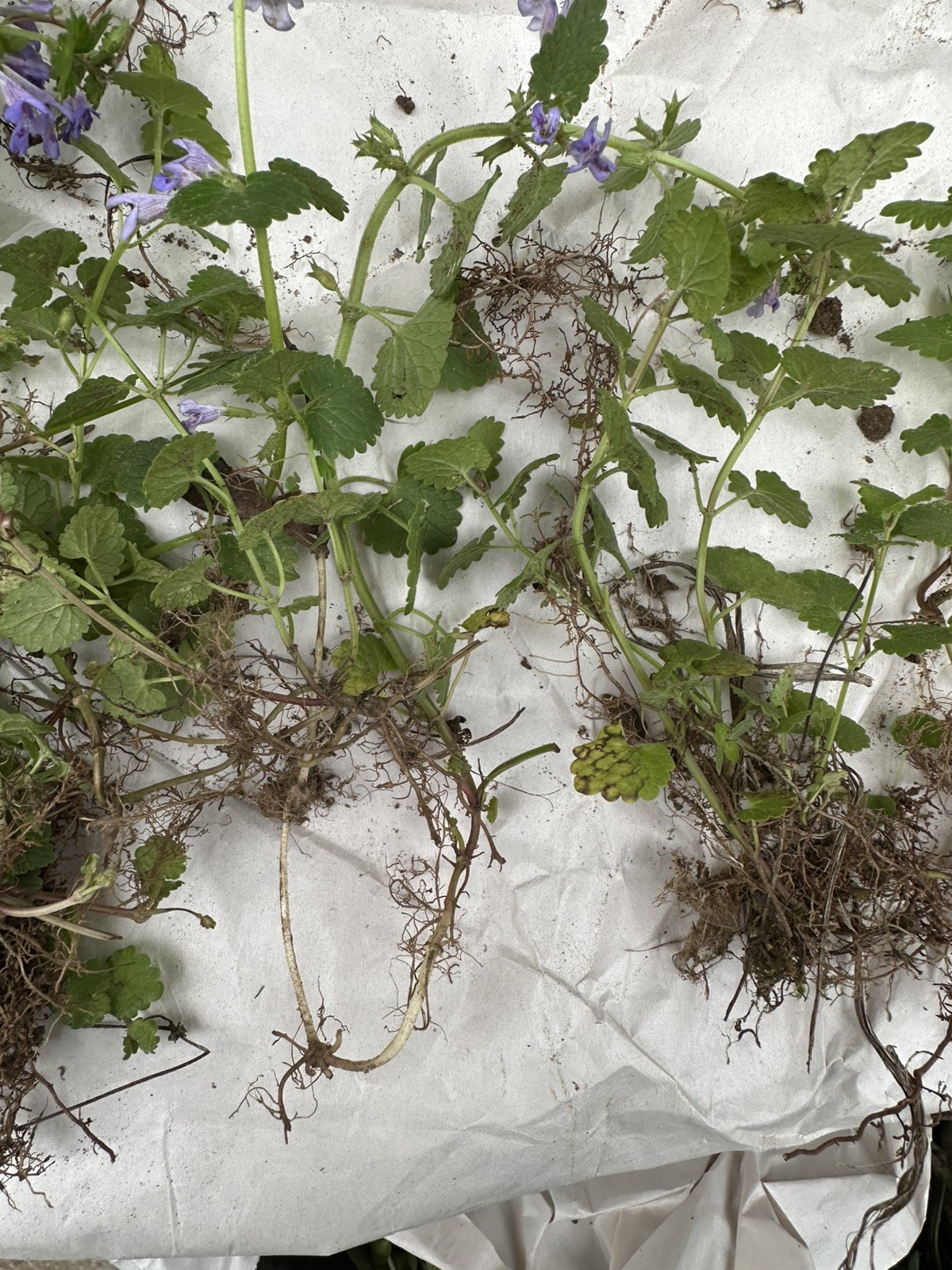 Creeping Charlie Plant Evergreen GROUND IVY Glechoma Hederacea live vine plant