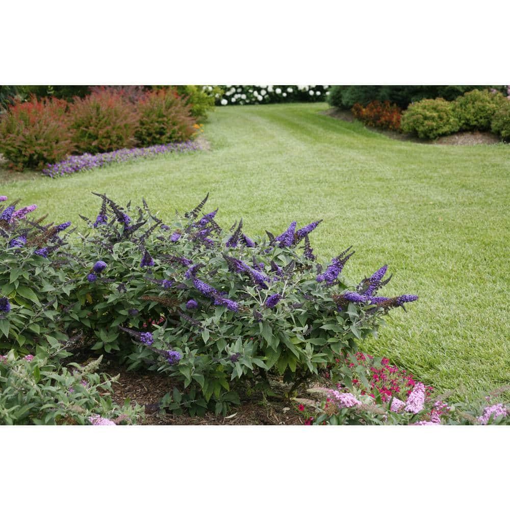 Pugster Blue Butterfly Bush Live Shrub 4.5 Qt Blue Flowers Drought Resistant