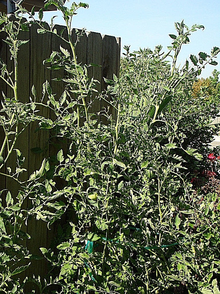barlow jap round VARIANT tomato heirloom non-gmo DELICIOUS O.P. LYCOPENE SOURCE