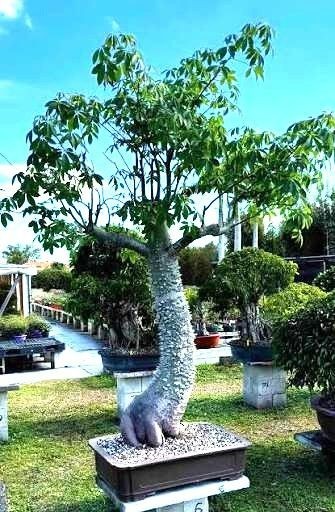 Silk Floss Tree Pink Live Ceiba Speciosa Chorisia Flowering Plant Bonsai 2-5 Ft
