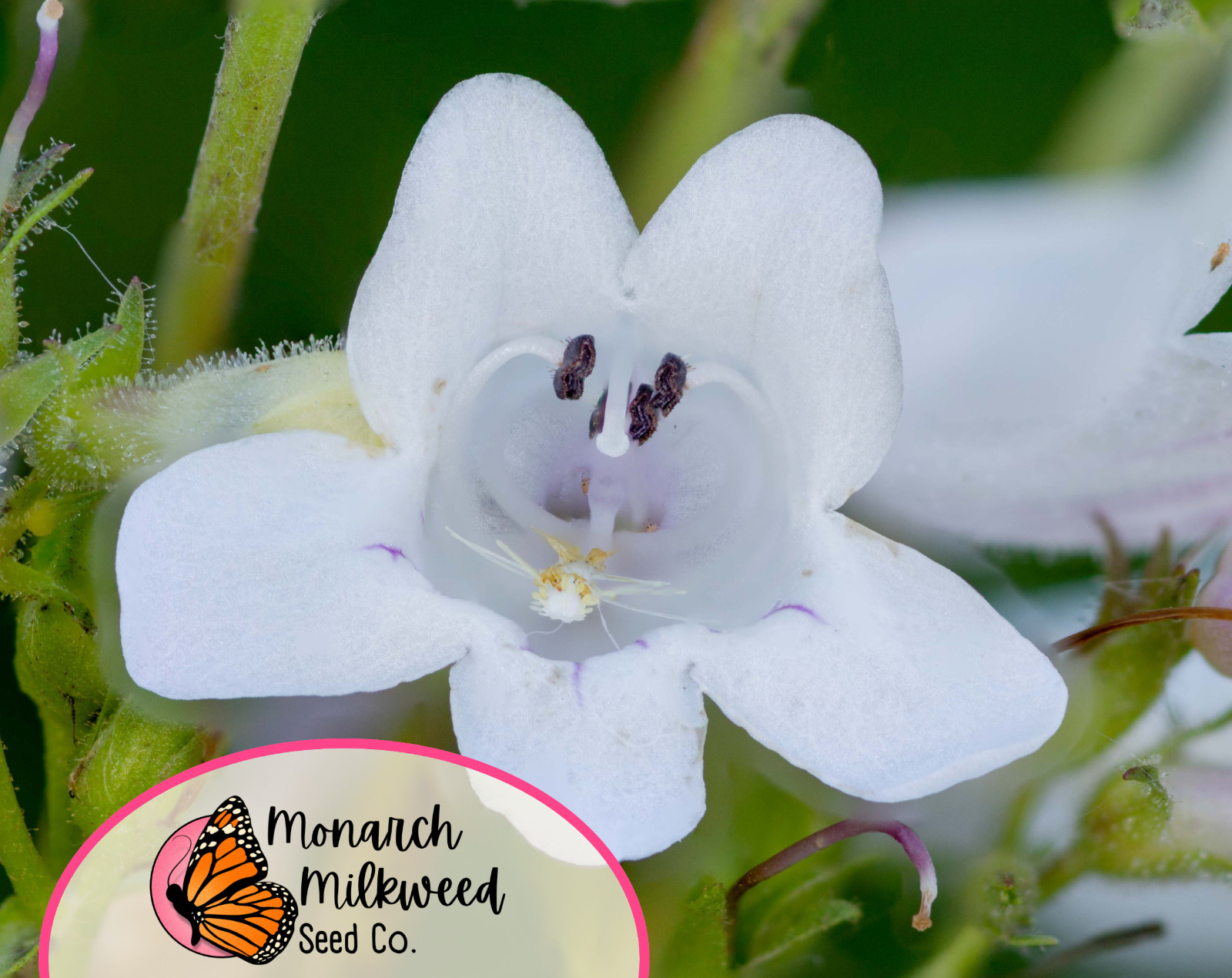 5000+ Foxglove ‘Beardtongue’ Seeds | Native Perennial Wildflower for Pollinators