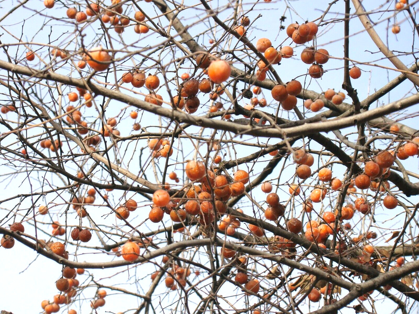10 AMERICAN PERSIMMON SEEDS – Diospyros virginiana