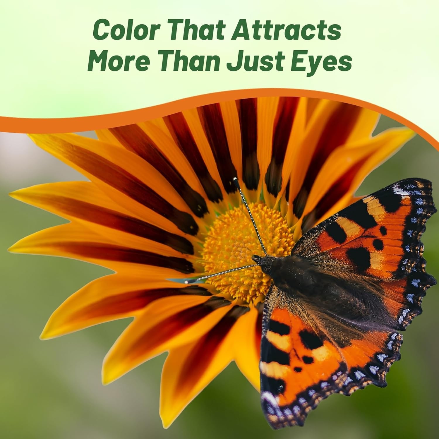 500 Seeds Drought Tolerant Gazania Treasure Flower Ground Cover Plant Seeds