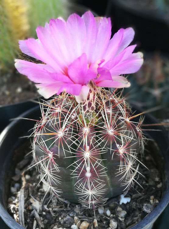 Thelocactus bicolor Huge Pink Flowers Cold Hardy Cactus 25