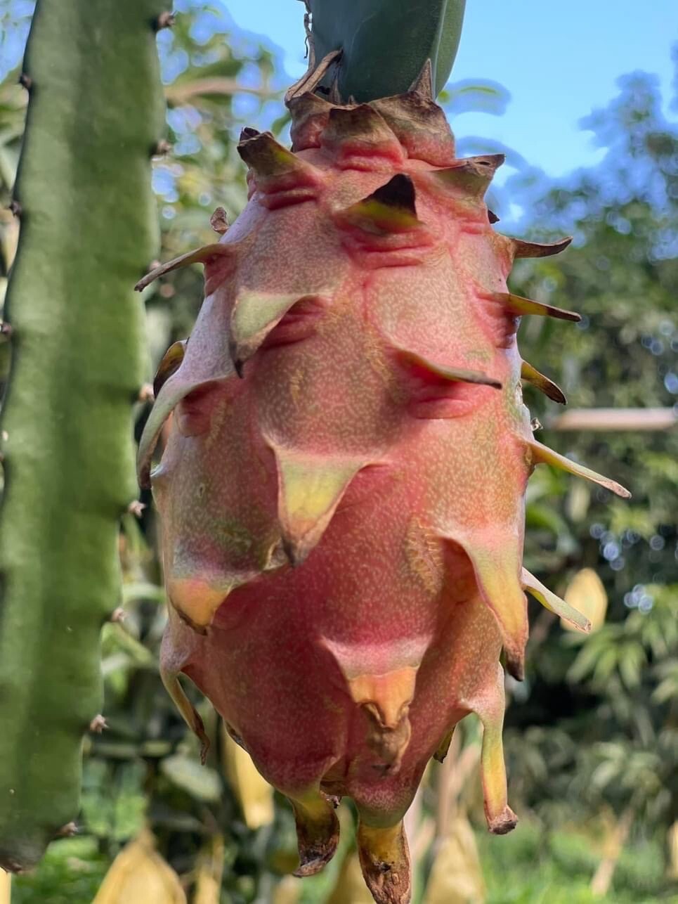 23 Dragon Fruit cuttings 8-12 inches long check The Description ￼ ￼