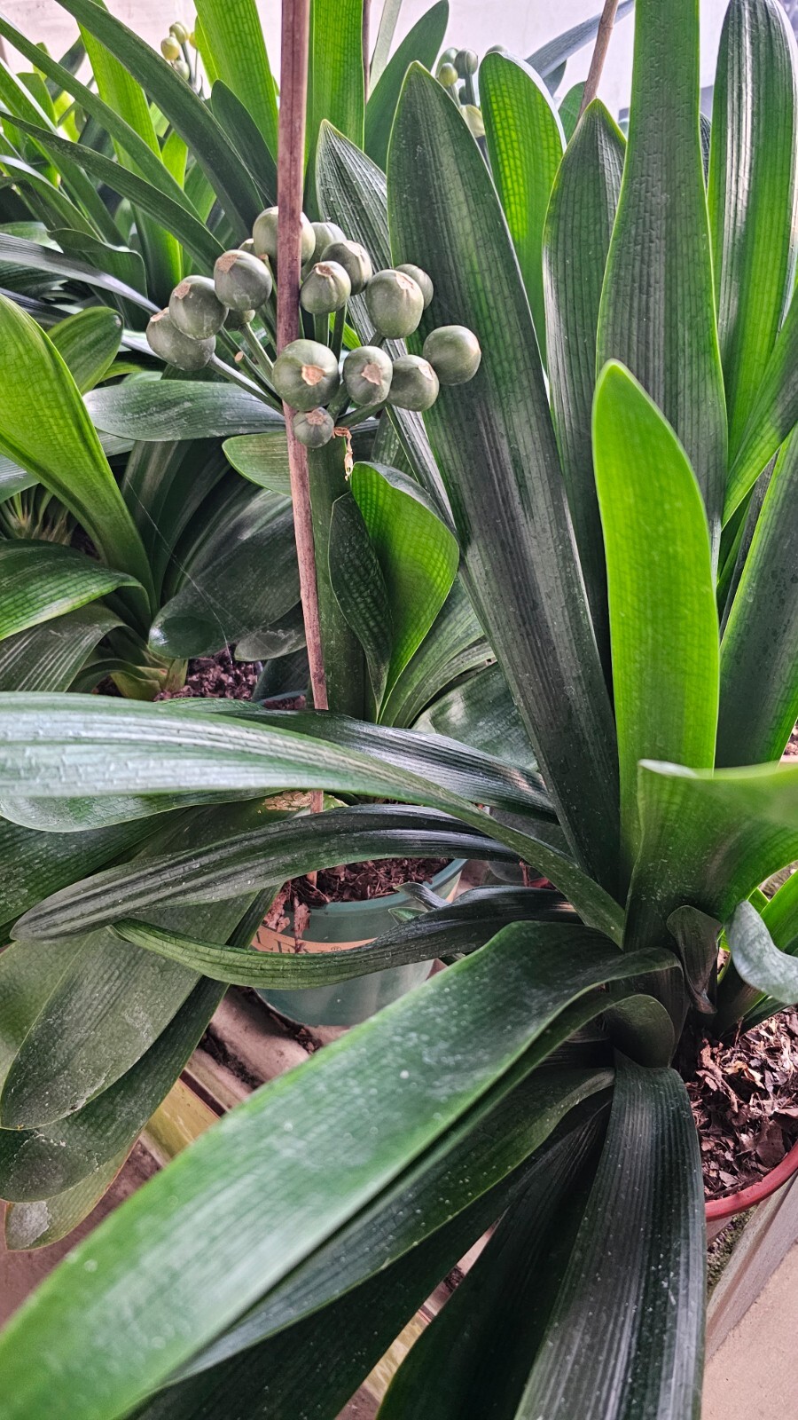Clivia Miniata, Bush Lily, Orange Flowers, Ready to Plant, Live Evergreen, Rare