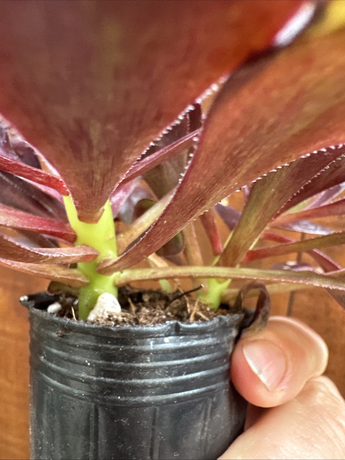 BLACK ROSE Dark Purple Aeonium Succulent