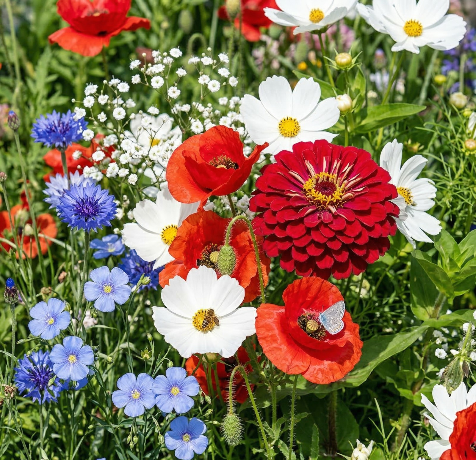 Landscaper’s Pack PATRIOTIC GARDEN Wildflower Mix Red White Blue USA 3000 Seeds!