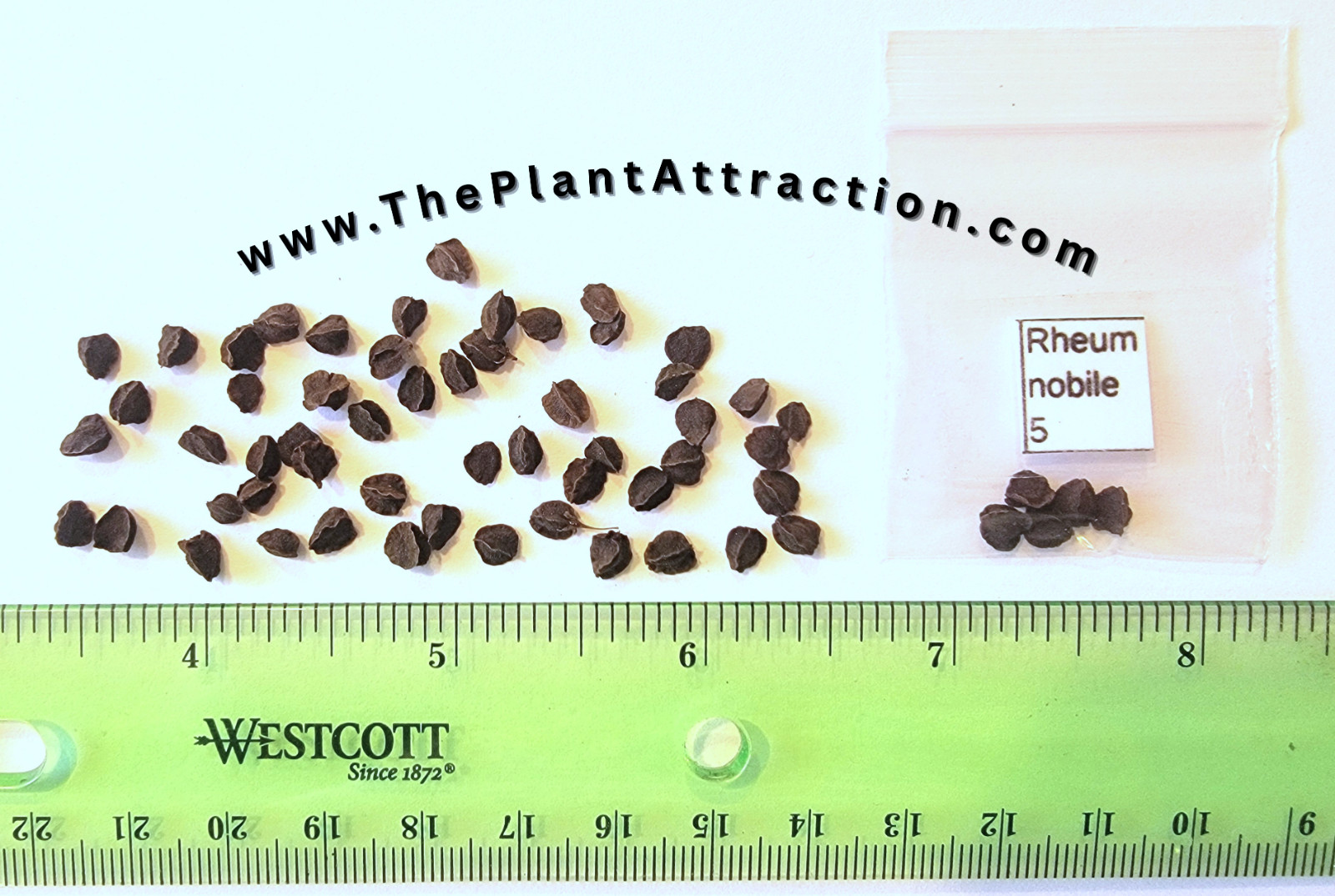 Rheum Nobile 5 Seeds, Giant Rare Edible Noble Or Sikkim Rhubarb Vegetable Plant