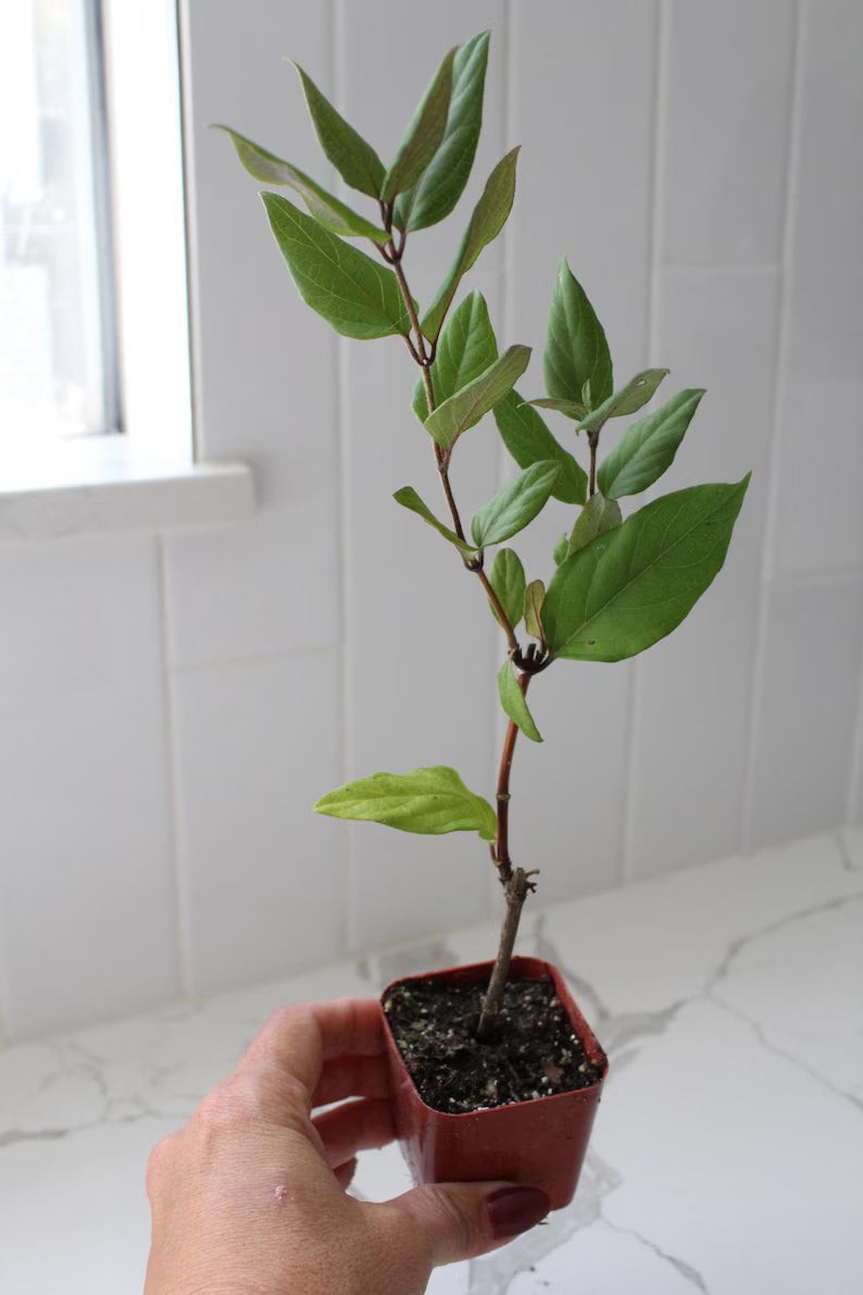 Purple Honeysuckle Vine, 2 Inch Pot, Hardy Climbing Garden Plant, Fast Growing