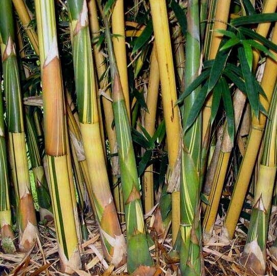 4 Plants – Bambusa Alphonse Karr Clumping Bamboo “Golden Hedge” Non-Invasive 4’+