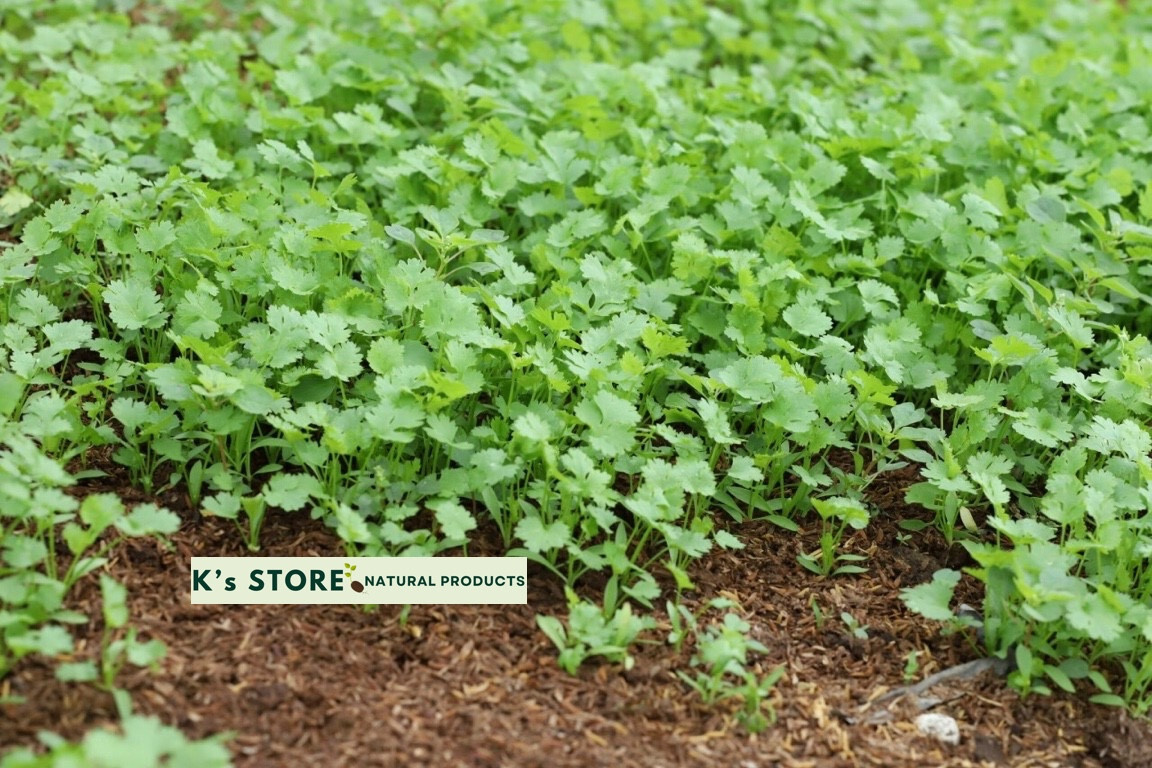 CILANTRO SEEDS, CORIANDER LEAVES, 香菜, 고수, RAU MÙI, NGÒ RÍ |NEW SEEDS|