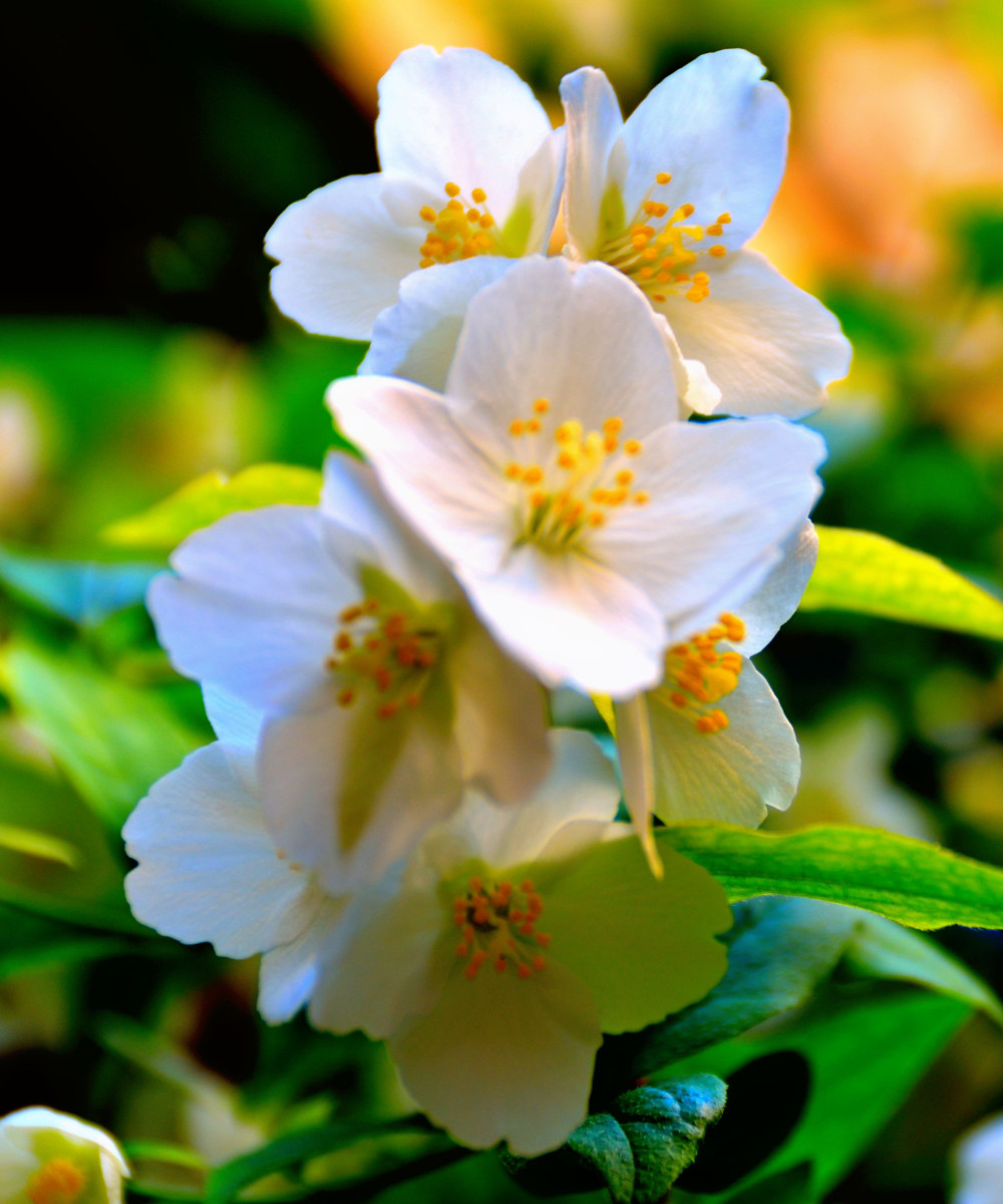 10 Sweet Mock Orange Fresh Unrooted Cuttings for Rooting