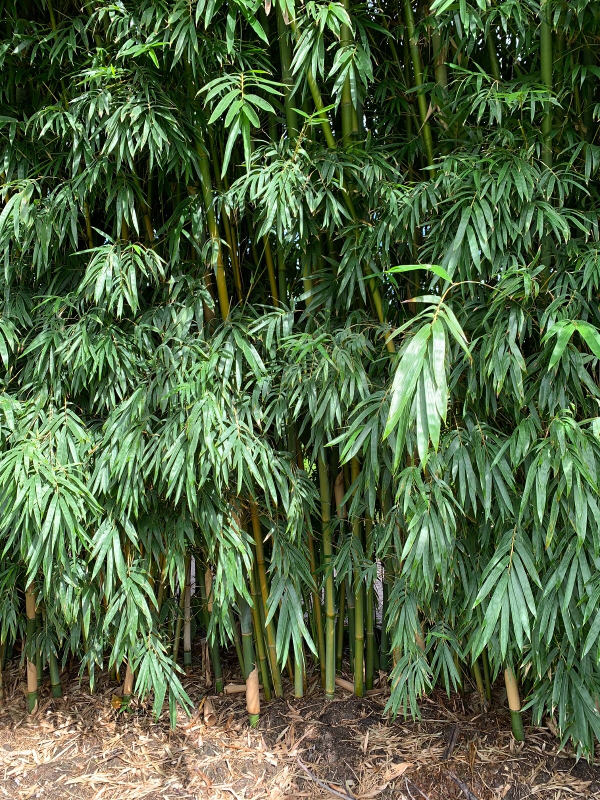Emerald Bamboo- Bambusa textilis mutabilis **NON-INVASIVE, CLUMPING**