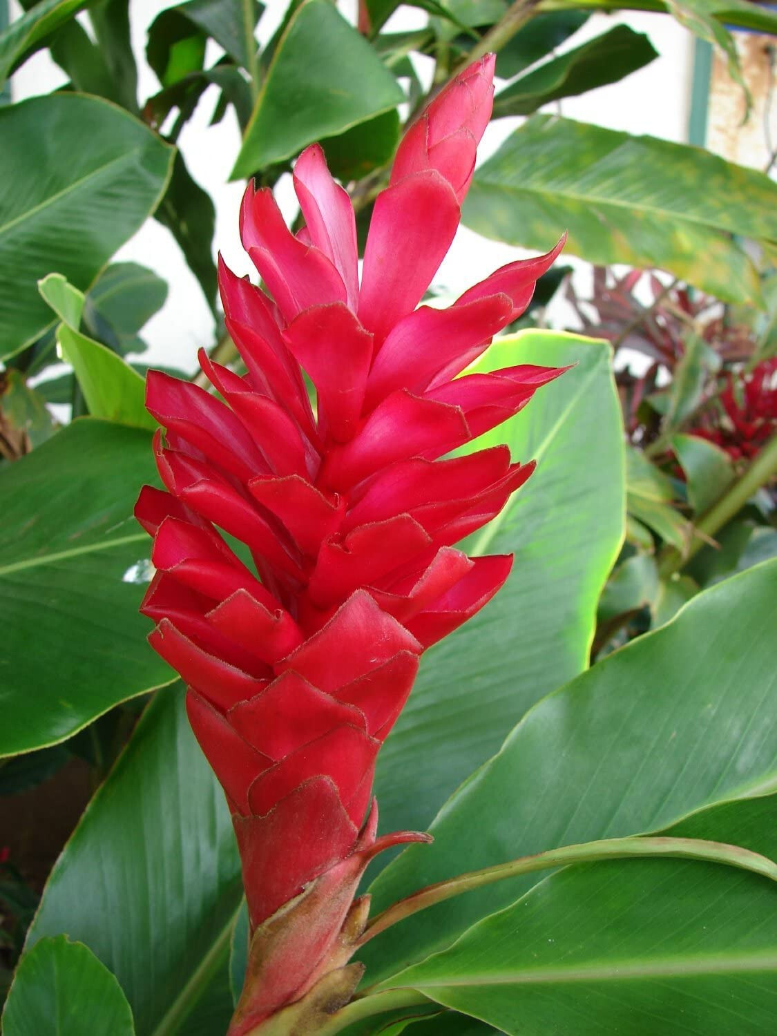 3 HAWAIIAN TROPICAL RED GINGER PLANT ROOTS – Fragrant Easy Grow Indoors Outdoors