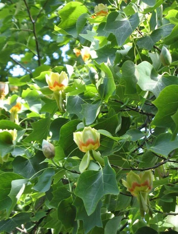 Tulip Poplar (Liriodendron Tulipifera) [APIARISTS,BEEKEEPING,NECTAR,NATIVE, 12+]