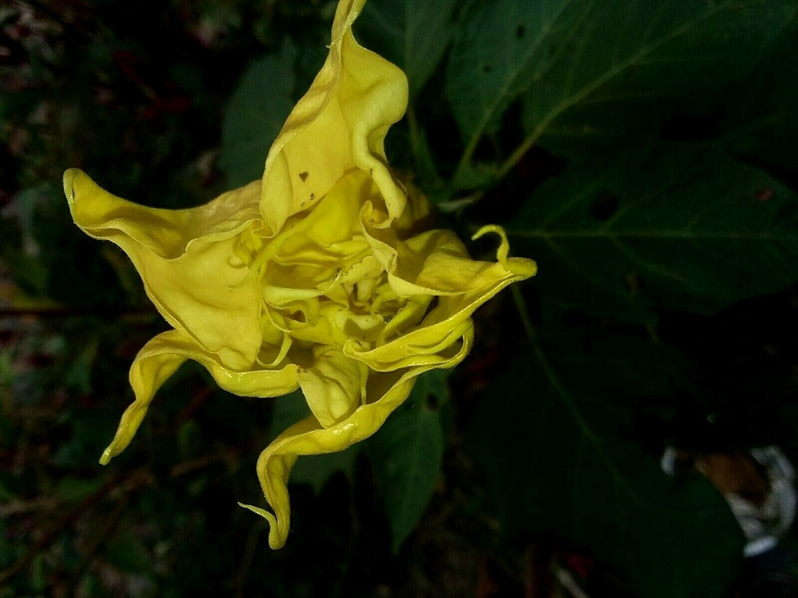 Ballerina Yellow Devil Trumpet -Datura 10 Seeds Double & Triple Flowers Comb S/H