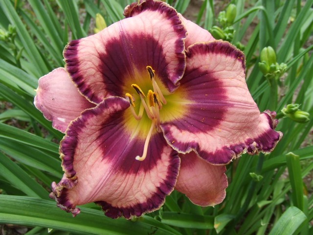 FLIGHT DELIGHT DAYLILY, Lavender with Grape purple eye and edge, Rebloomer, DF