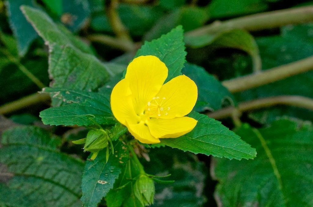 Pavonia spinifex | Prickly Rose Mallow | 10_Seeds