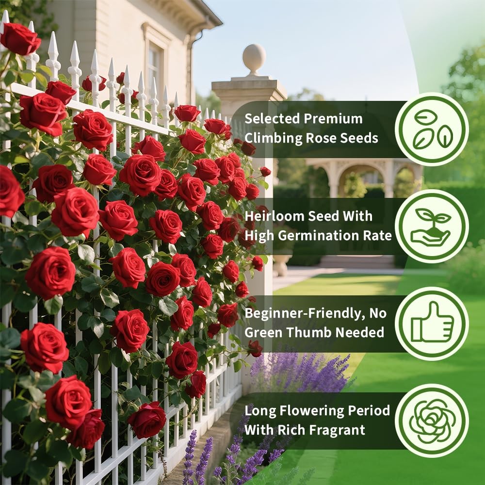 200+ Red Climbing Rose Seeds for Planting Outdoors Ornamental