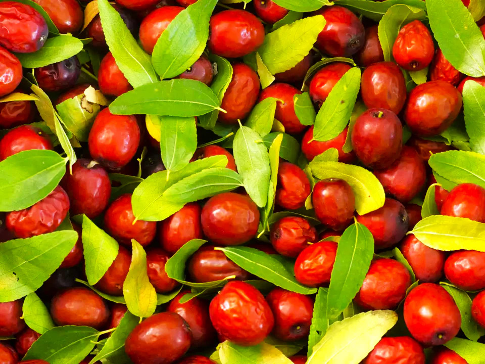 Jujube Tree Seeds (Chinese Red Date) | 紅棗 Ziziphus Jujuba Ber Hong Zao Seed 2025