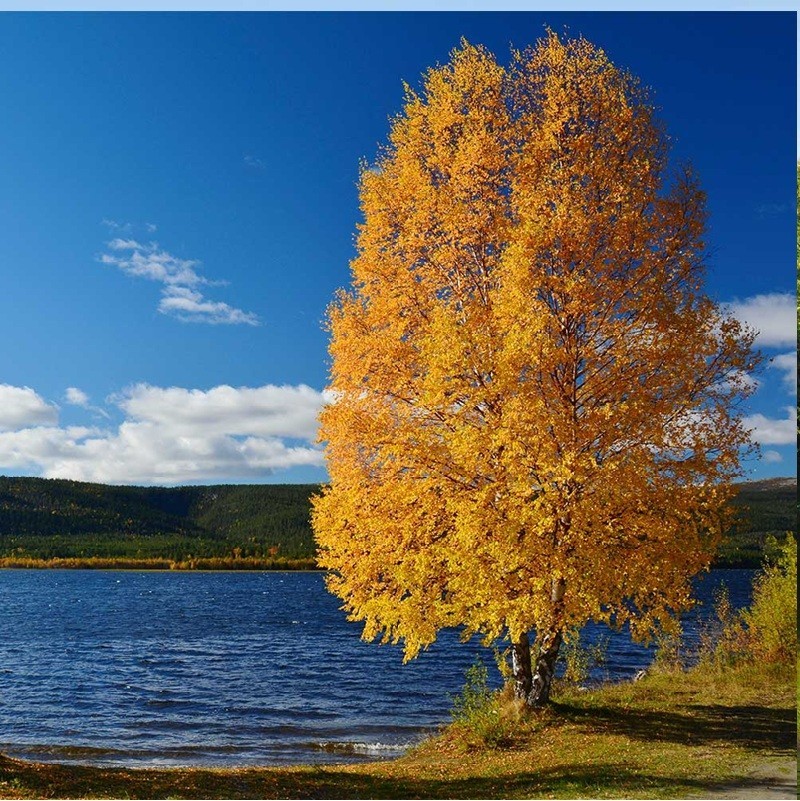 5 yo+ Fully Growing River Birch Tree Betula nigra Well Rooted Plant 40″+