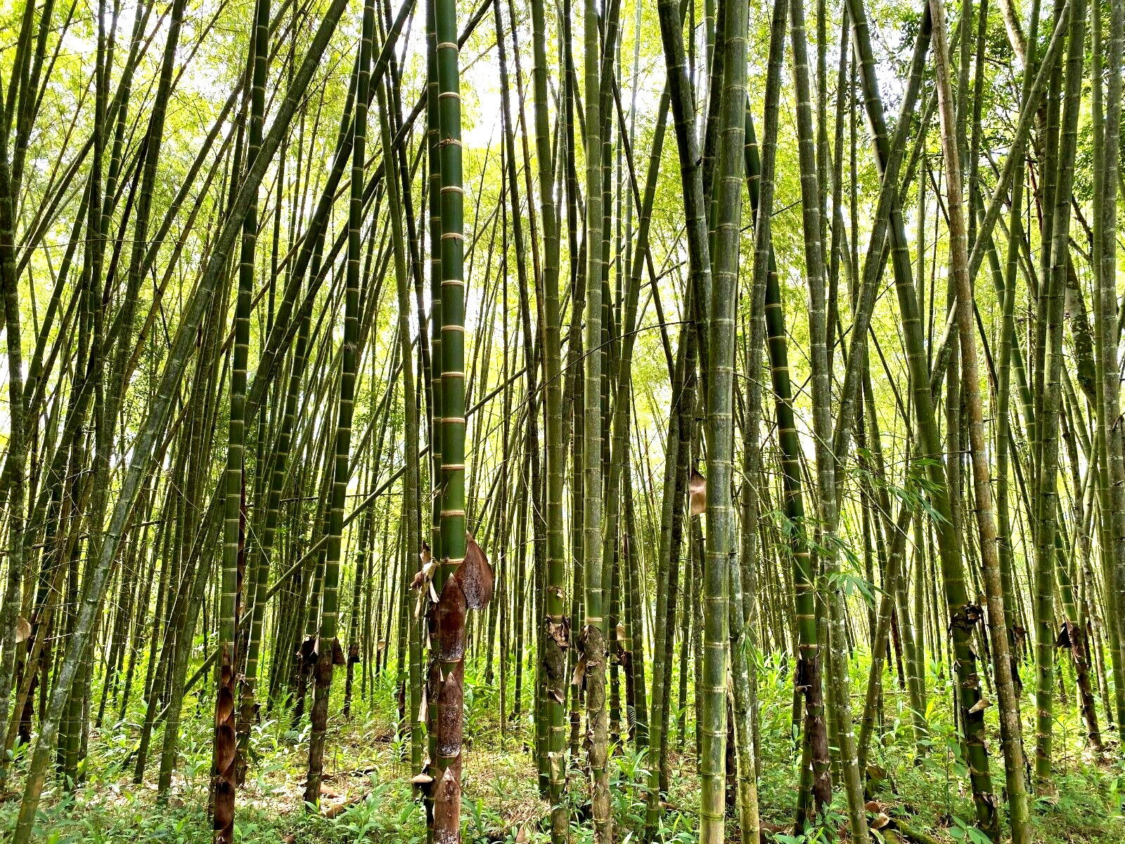 10 Giant neotropical bamboo seeds – Guadua Angustifolia -(Gua Duo Zhu Bamboo )