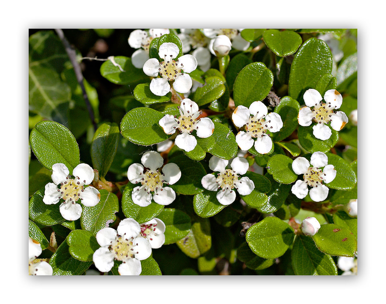 Rockspray Cotoneaster, Cotoneaster horizontalis, Seeds (Hardy Showy)