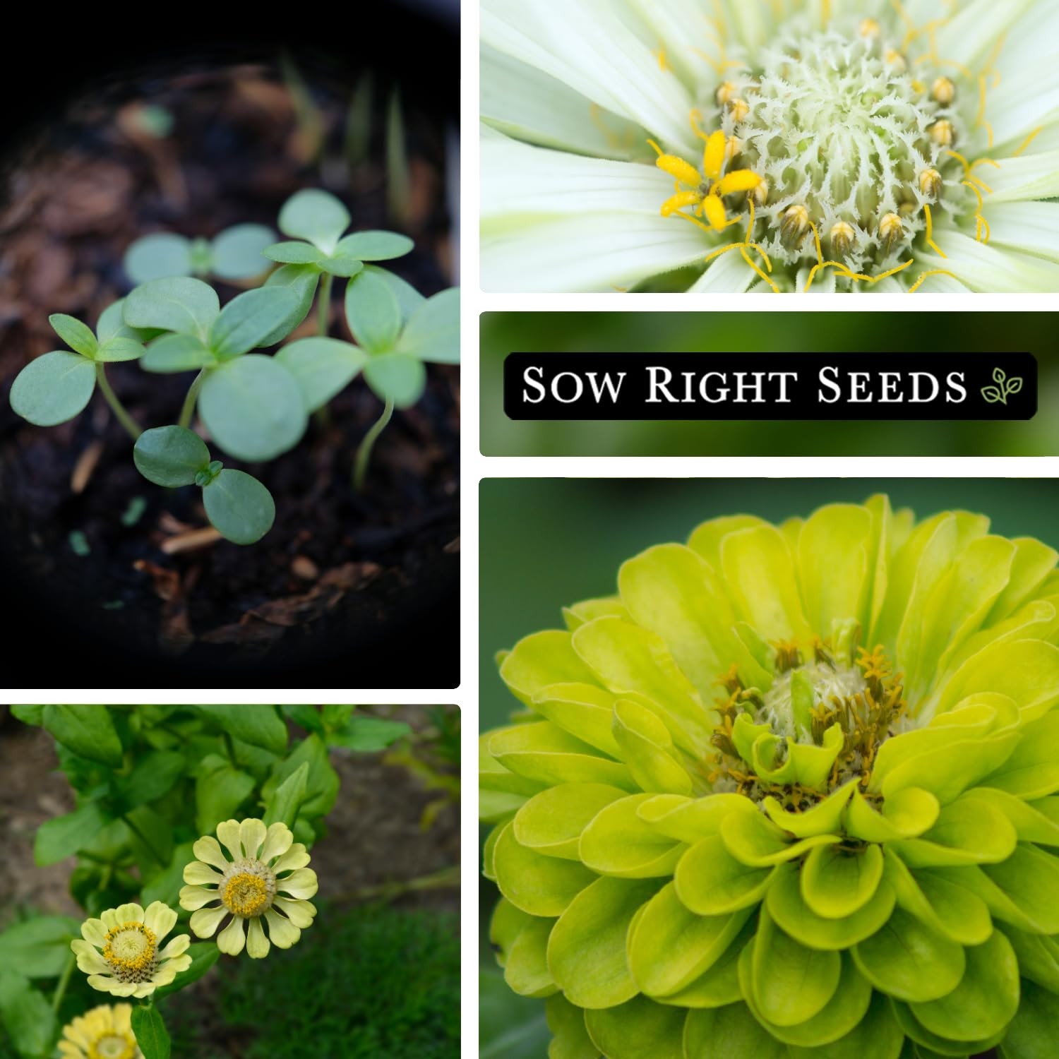 Zinnia Envy Flower Seeds – Non-GMO, Heirloom, Chartreuse – Attract Pollinators