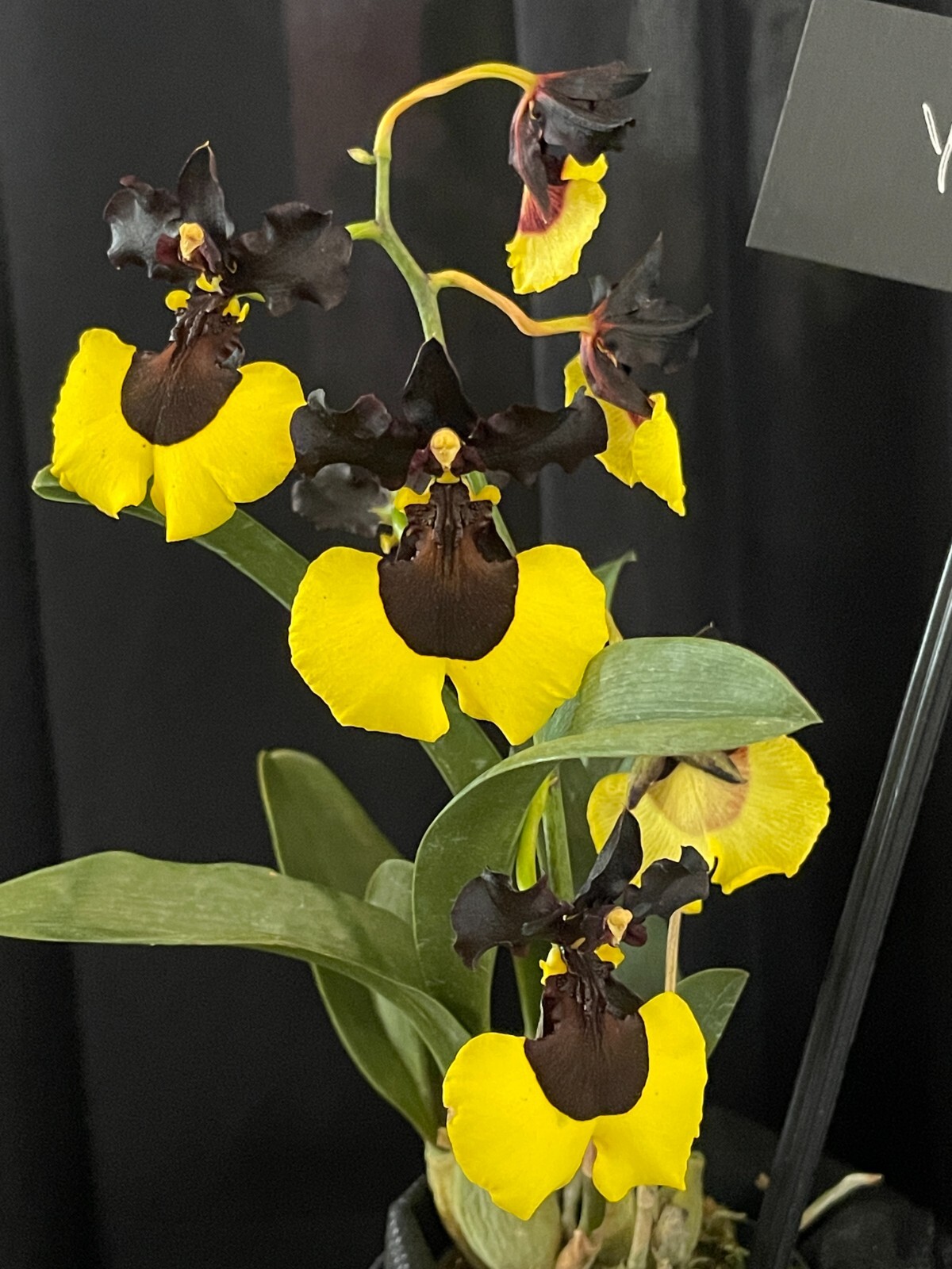 YELLOW/BLACK CONTRAST ONCIDIUM TYPE ORCHID HYBRID Jiaho Queen ‘Jiaho’ NBS plant