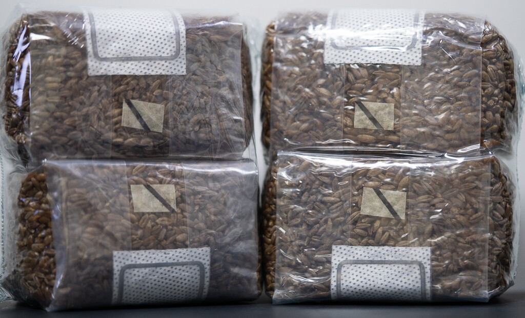 one pound sterilized rye grain bags with injection port mushroom substrate