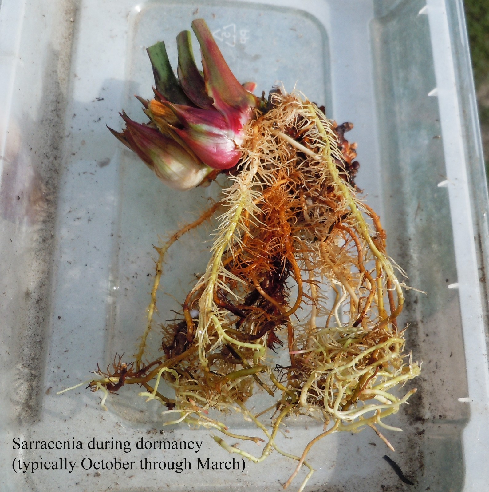 Carnivorous Plants – S. Flava v. Ornata Black Veins/Extreme Red Throat (small)