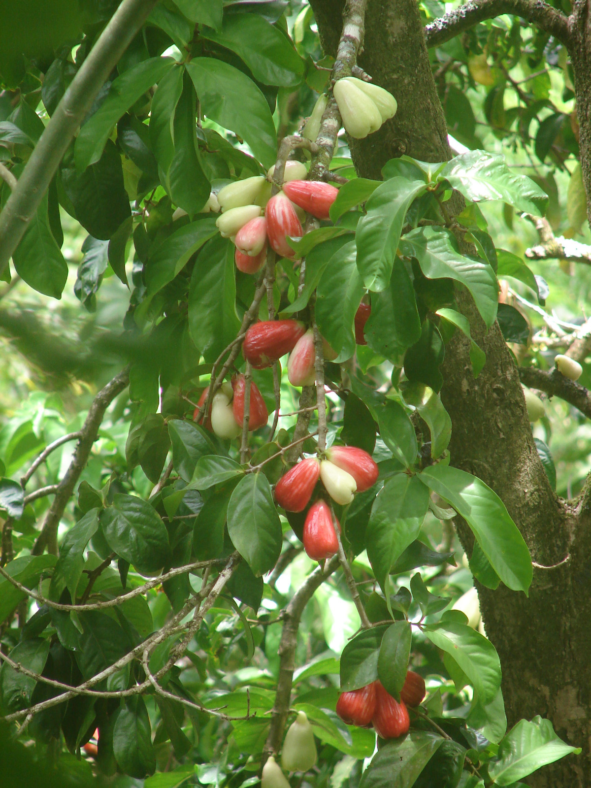 RED Mountain Apple Fruit Tree Syzygium malaccense Ohi’a Ai Apple XL Size Plant