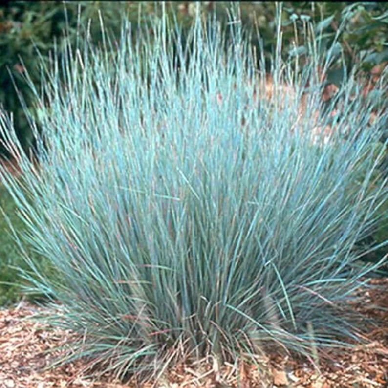 200 Little Bluestem Ornamental Grass Seed. USA Seeds. Organic. Ships free