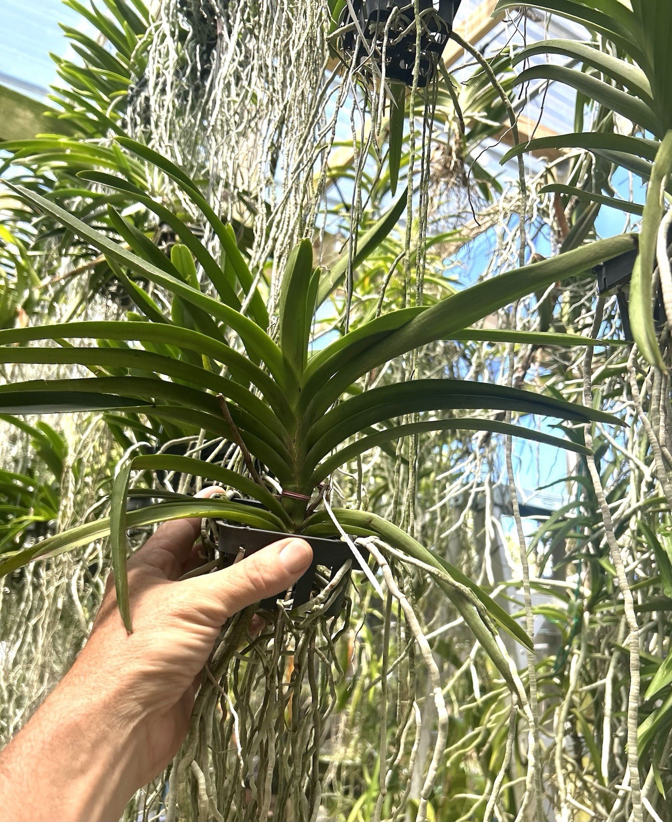 Vanda. Willas, Blooming Size Yellow Red Pink Spotted Orchid