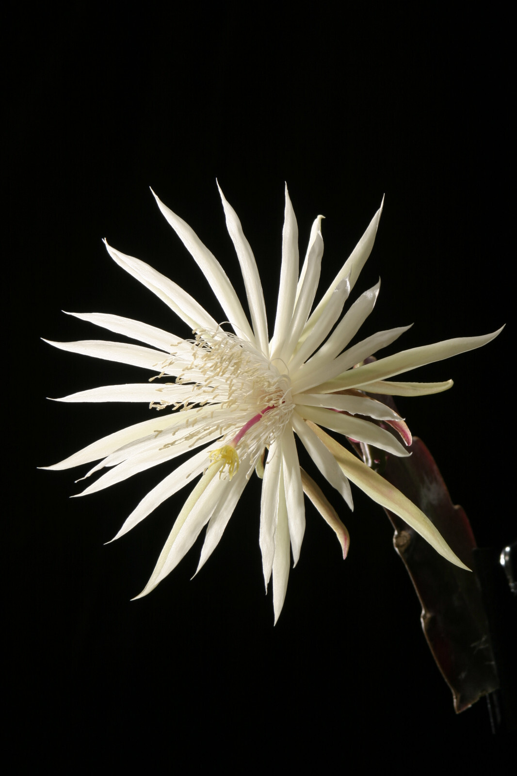 4 Mature Cuttings White EPIPHYLLUM Hookeri Fragrant Orchid Cactus STRICTUM