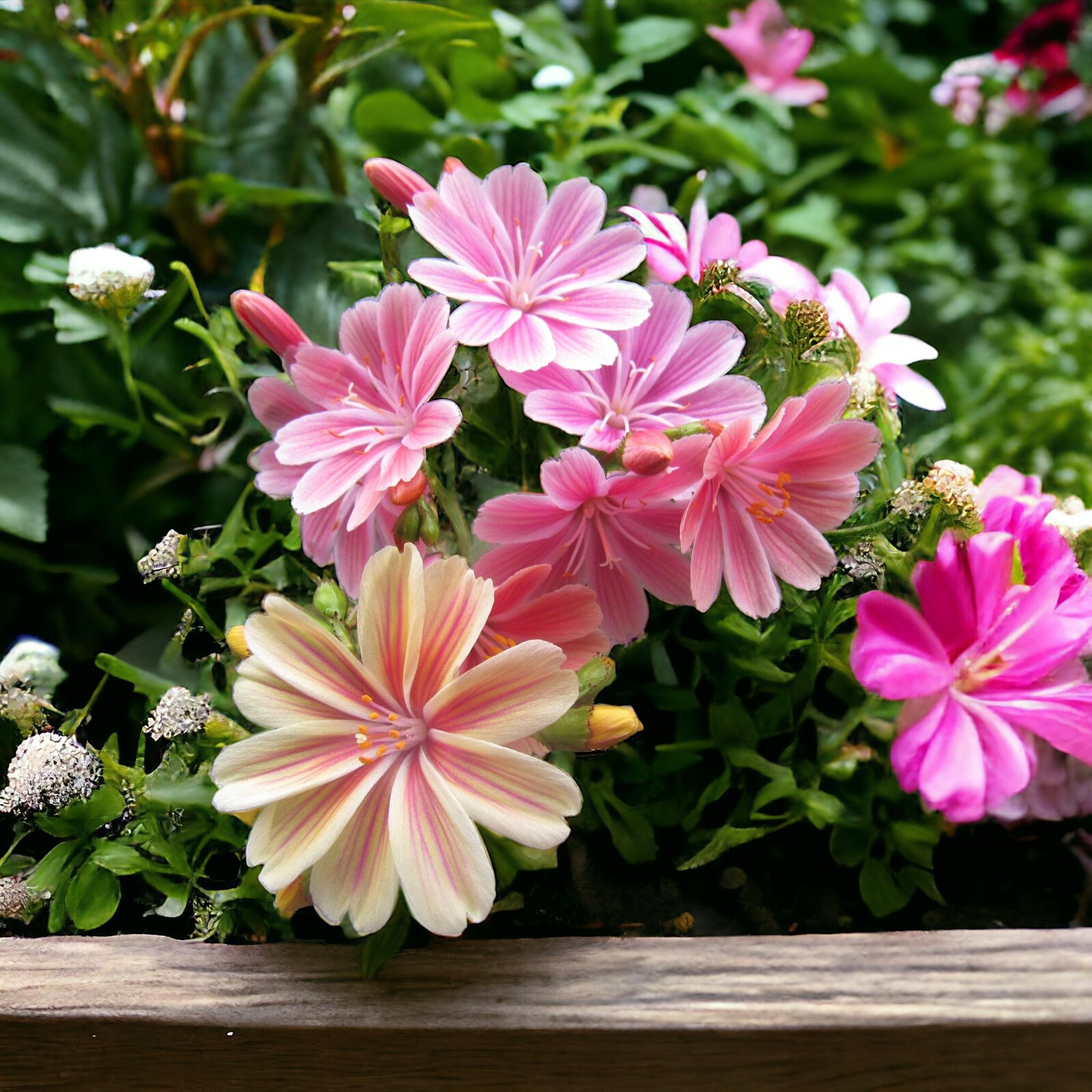 Lewisia Seeds 35+ Seeds Flower, Flower Seeds, Annual Seeds, Rainbow