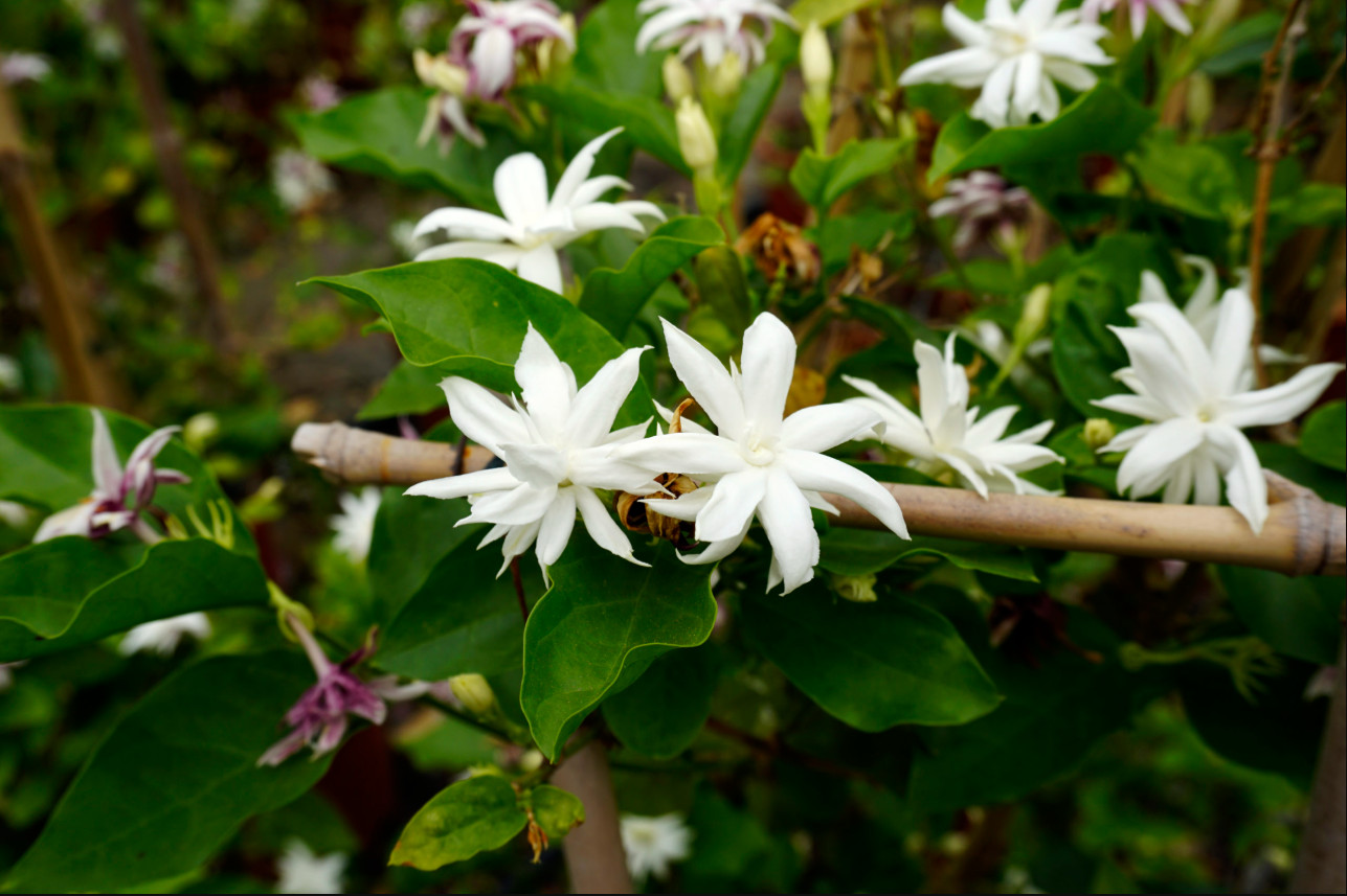 Jasmine Belle of India Live Starter Plant Jasmine Flower Plant 4-6″Tall No Pot