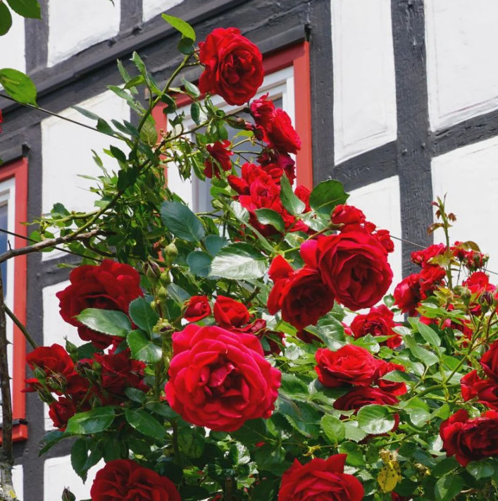 Set 6 Don Juan Rose Cutting – 8-12″ Tall – Fragrant Red Vine for Trellis