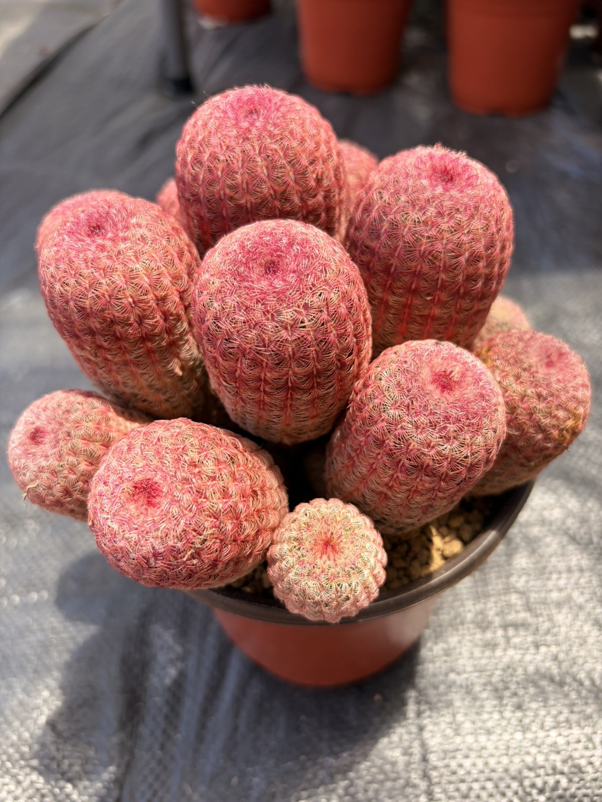 Rare Rainbow Cactus Cluster