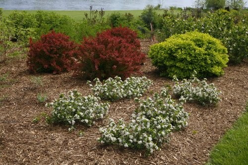 Green Promise Farms Proven Winners – Aronia Scape Mound Chokeberry Shrub White