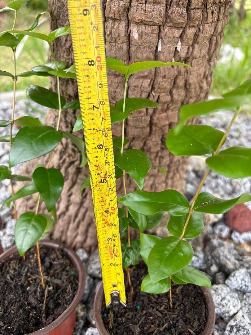 2 MO DOUBLE SURINAM BLACK CHERRY (EUGENIA UNIFLORA/LOLITA CULTIVAR) NOT GRAFTED