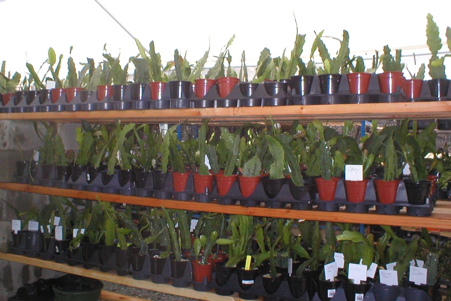 Epiphyllum, Orchid Cactus, ” NUANCE “, Don’s Quart pots JULY/2
