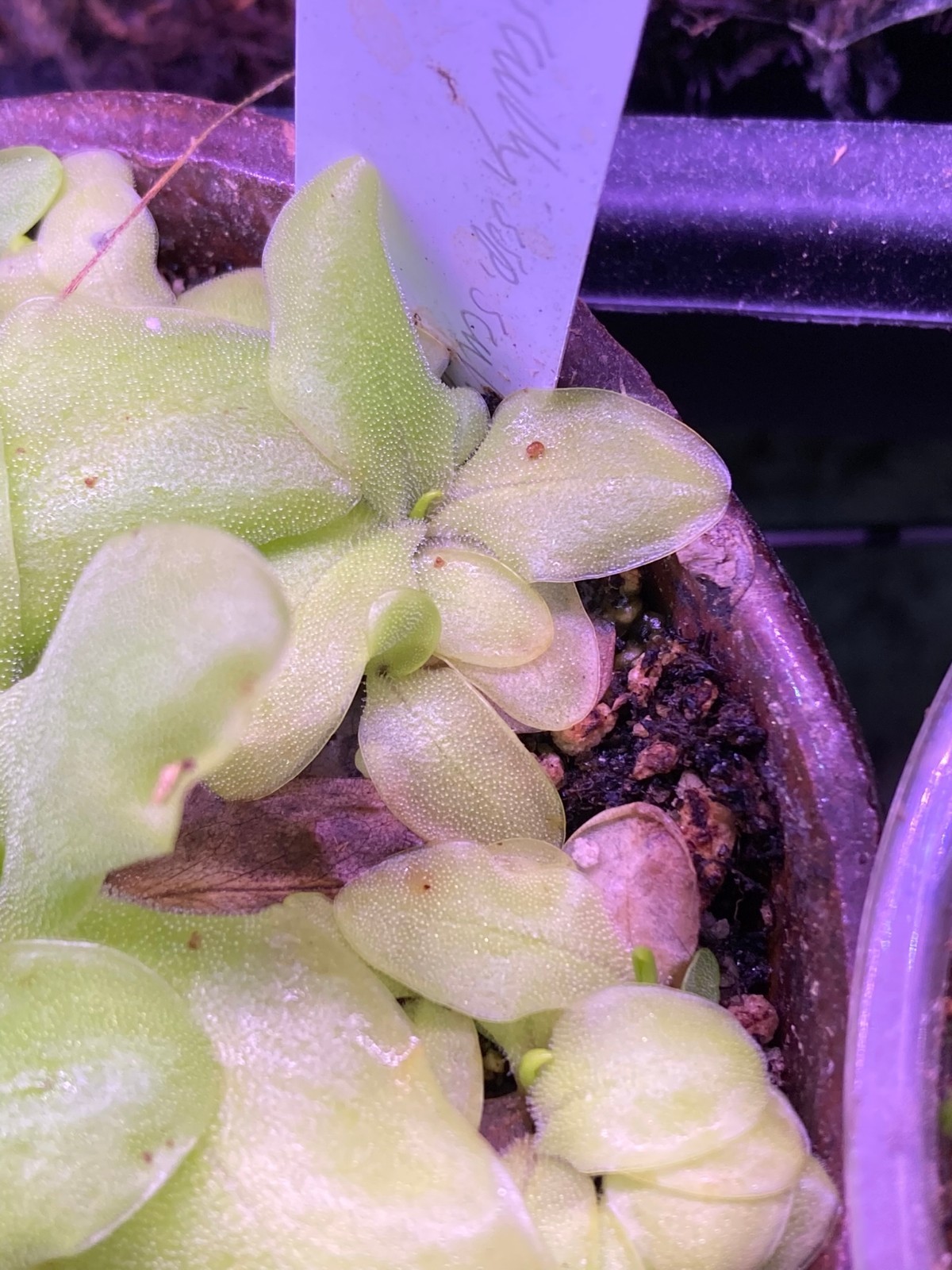 Pinguicula x scullyi ssp. scullyi, Temperate Butterwort, Carnivorous Plant